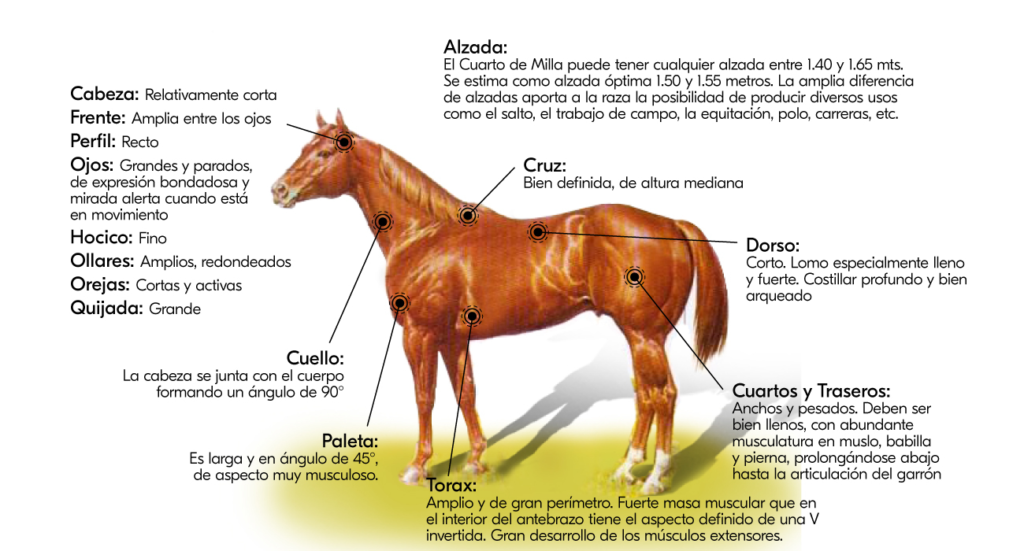 La raza – SCCM La raza – SCCM