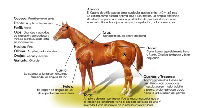morfo
